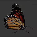 Vibrant Monarch Butterfly With Orange And Black Patterned Wings Spread On Gray Surface With Reflection