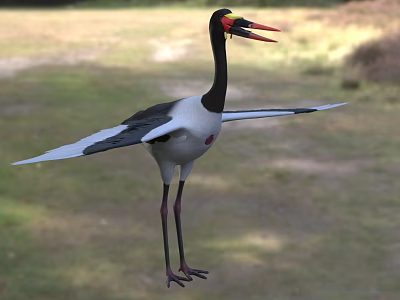 Marabou Stork Black And White Plumage Long Red Beak Outstretched Wings On Grassy Field 3d model