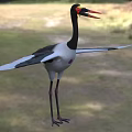 Marabou Stork Black And White Plumage Long Red Beak Outstretched Wings On Grassy Field