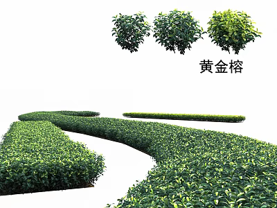 Golden Banyan Shrubs Neatly Trimmed For Garden Landscape With Green Hedge And Beautiful Scenery 3d model