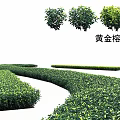 Golden Banyan Shrubs Neatly Trimmed For Garden Landscape With Green Hedge And Beautiful Scenery