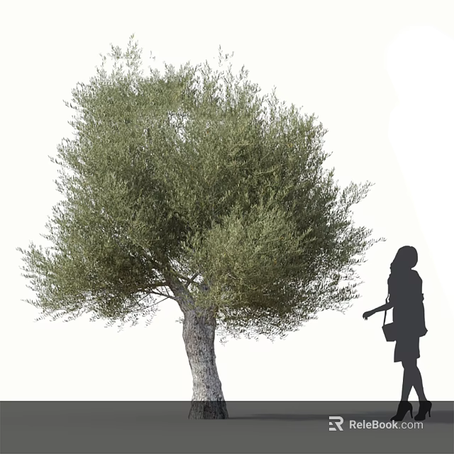 Olive Tree With Green Foliage And Trunk Near Woman Silhouette Pruning Outdoors 3d model 