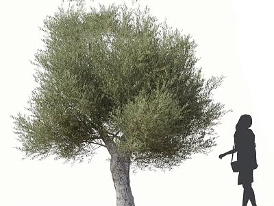 Olive Tree With Green Foliage And Trunk Near Woman Silhouette Pruning Outdoors 3d model