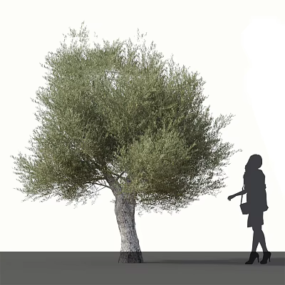 Olive Tree With Green Foliage And Trunk Near Woman Silhouette Pruning Outdoors 3d model