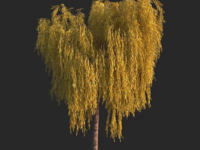 Willow Tree With Yellow Drooping Branches And Brown Trunk In Black Background 3d model