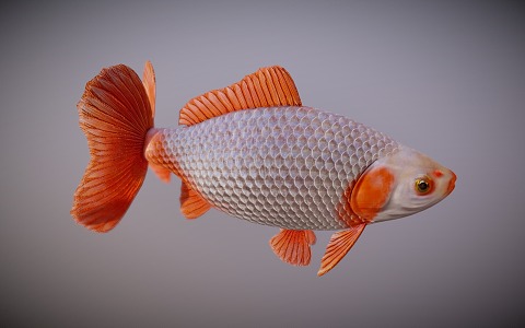 fish goldfish carp anchovies koi ornamental fish cold water fish 3d model