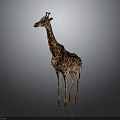 Giraffe in standing pose with long neck and spotted coat on gray gradient background