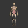 Human Skeleton Model Displaying Detailed Head Organs Anatomical Structure For Educational Use