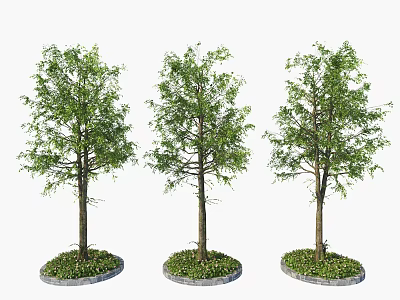 Three Arbor Trees with Green Leaves Upright Trunks and Circular Grass Bases 3d model