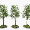 Three Arbor Trees with Green Leaves Upright Trunks and Circular Grass Bases 3d model