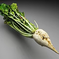 Fresh White Turnip Vegetable with Green Leaves and White Root on Gray Background