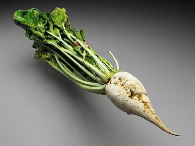 Fresh White Turnip Vegetable with Green Leaves and White Root on Gray Background 3d model