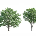 Various Green Leafy Trees with Different Crown Shapes and Trunk Structures 3d model