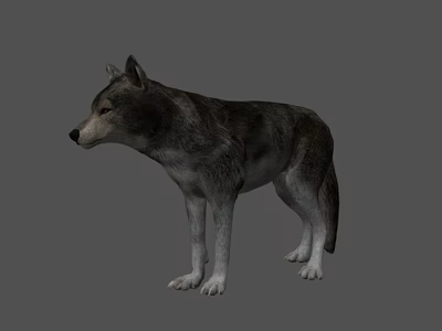 Realistic 3D Wolf Model Standing In Gray Background With Detailed Fur 3d model