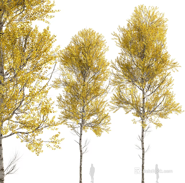 Three Slender Trunk Trees With Yellow Leaves On White Background 3d model 