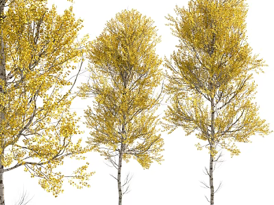 Three Slender Trunk Trees With Yellow Leaves On White Background 3d model