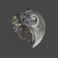 Textured Spiral Seashell With Natural Rock Like Base On Gray Background