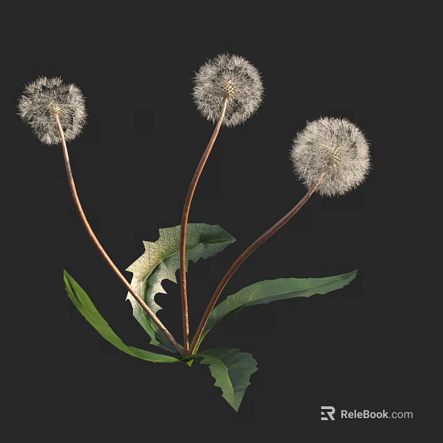 Dandelion Plant With White Puff Balls Green Leaves And Brown Stems 3d model 