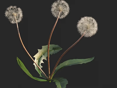 Dandelion Plant With White Puff Balls Green Leaves And Brown Stems 3d model