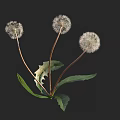 Dandelion Plant With White Puff Balls Green Leaves And Brown Stems