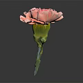 Stunning Pink Carnation Bloom With Fresh Green Stem And Leaves On Dark Background