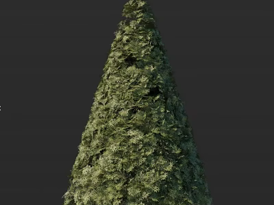 Lush Evergreen Arbor With Dense Foliage And Conical Shape In Natural Outdoor Landscape 3d model