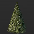 Lush Evergreen Arbor With Dense Foliage And Conical Shape In Natural Outdoor Landscape