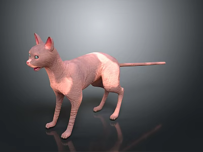 Realistic Pink Sphynx Cat Standing With Smooth Skin On Dark Background 3d model