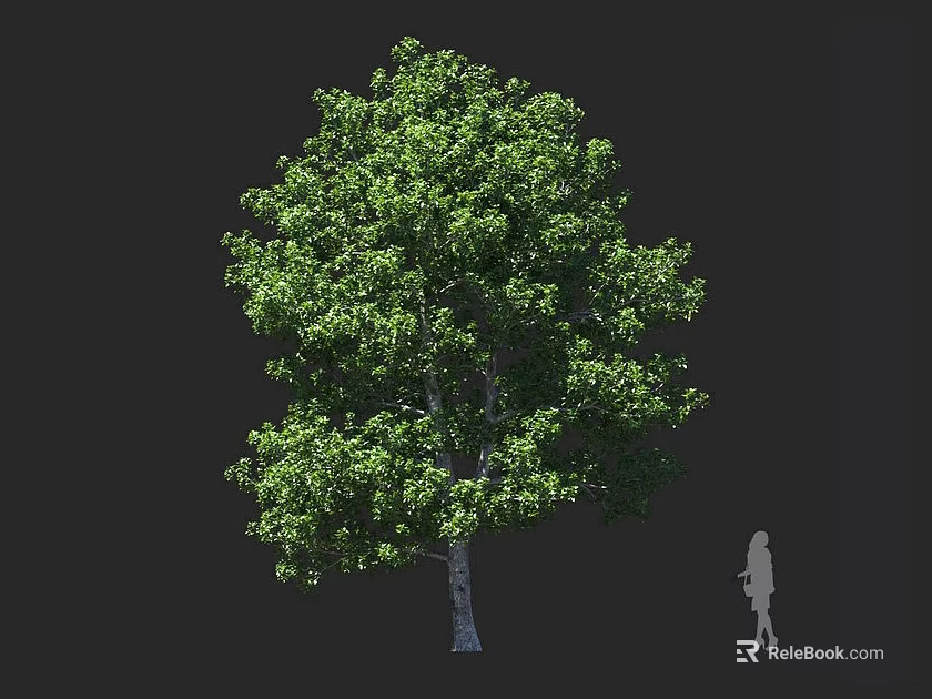 Tall Lush Arbor With Dense Green Leaves Thick Trunk And Human Figure For Scale Reference 3d model 