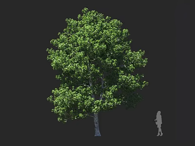 Tall Lush Arbor With Dense Green Leaves Thick Trunk And Human Figure For Scale Reference 3d model