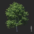 Tall Lush Arbor With Dense Green Leaves Thick Trunk And Human Figure For Scale Reference
