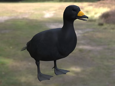 Black Duck With Yellow Beak Standing On Green Grass In Natural Habitat 3d model