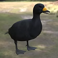 Black Duck With Yellow Beak Standing On Green Grass In Natural Habitat