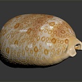 Modern Conch Bone Snail Snail Field Snail 3d model