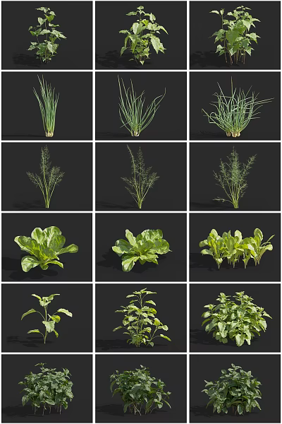 Different Green Crop Varieties Showing Fresh Herbs And Leafy Vegetable Plants 3d model