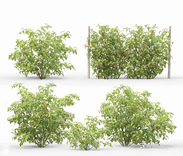 Lush Green Shrubs Arranged in Rows and Single Clumps with Wooden Support Stakes 3d model 