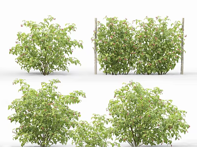 Lush Green Shrubs Arranged in Rows and Single Clumps with Wooden Support Stakes 3d model