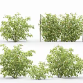 Lush Green Shrubs Arranged in Rows and Single Clumps with Wooden Support Stakes