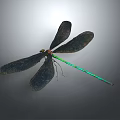 Vibrant Dragonfly With Black Wings And Green Body On Gray Background