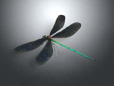 Vibrant Dragonfly With Black Wings And Green Body On Gray Background 3d model
