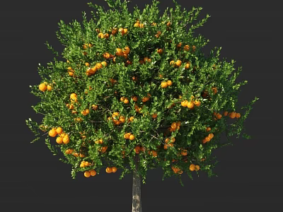 Healthy Lush Fruit Bearing Tree With Abundant Orange Fruits And Green Leaves 3d model