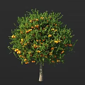 Healthy Lush Fruit Bearing Tree With Abundant Orange Fruits And Green Leaves