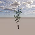 Lush Green Shrub With Fresh Vibrant Leaves And Slender Branches For Garden Landscaping
