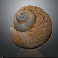 Natural Brown Spiral Snail Shell With Rough Textured Surface And Organic Shape 3d model