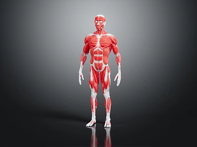 Detailed 3D Model of Human Muscle Anatomy Showing Body Organ Structures 3d model