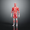 Detailed 3D Model of Human Muscle Anatomy Showing Body Organ Structures