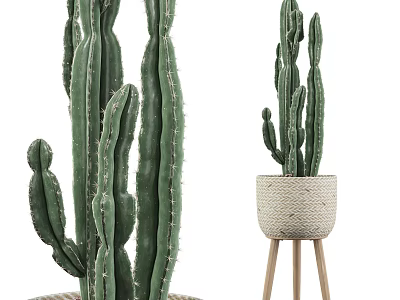 Potted Cactus Plants With Large Green Stems And Small Woven Planter On Wooden Stand 3d model