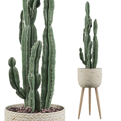Potted Cactus Plants With Large Green Stems And Small Woven Planter On Wooden Stand 3d model