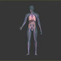 Head Organs Anatomical Structure Display In Transparent Human Body Model 3d model