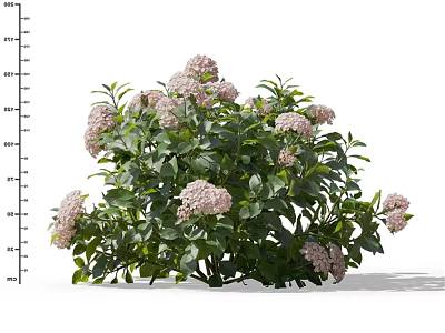 Lush Flowering Shrub With Dense Green Leaves And Pink Blossoms 3d model